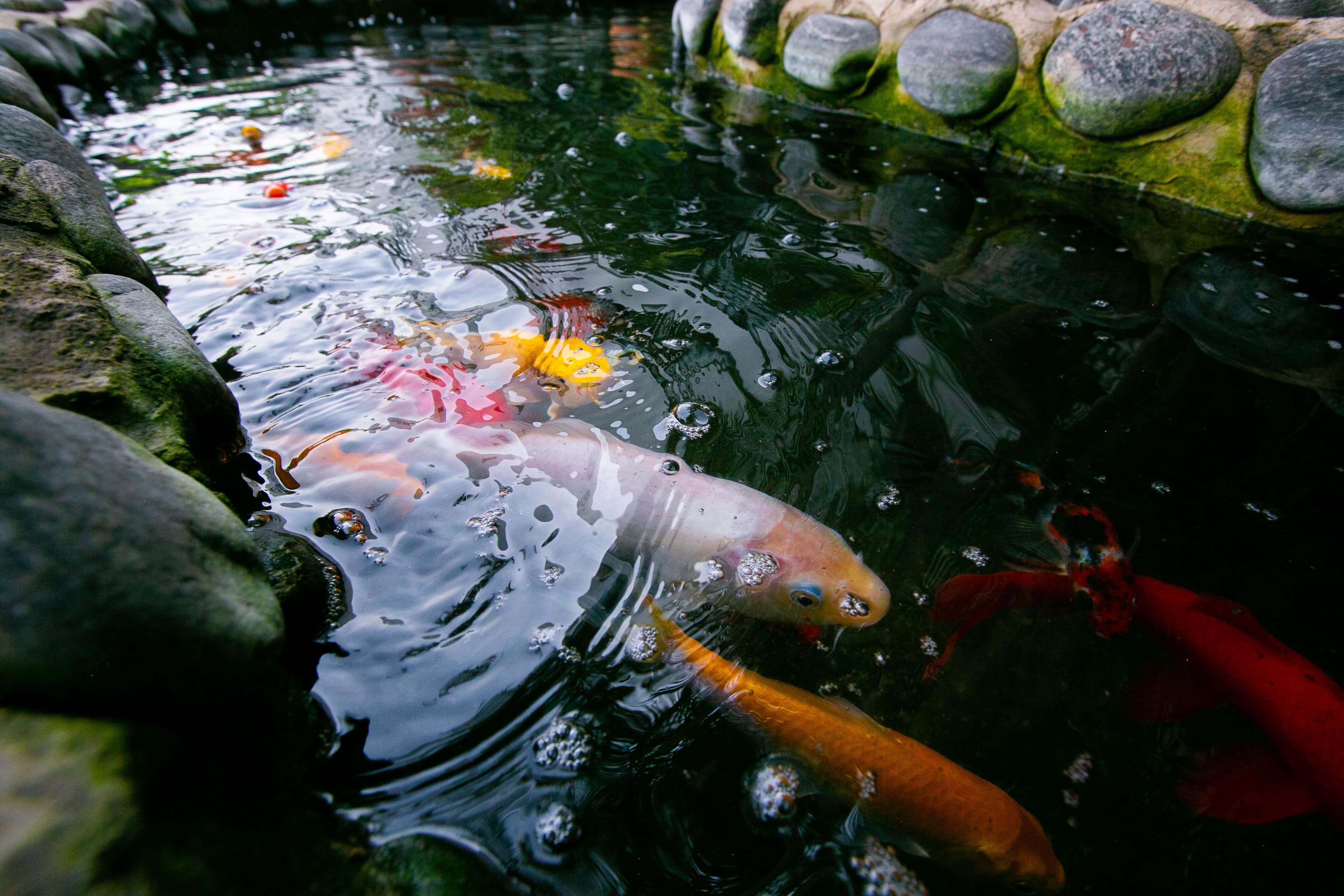 Fish pond Area